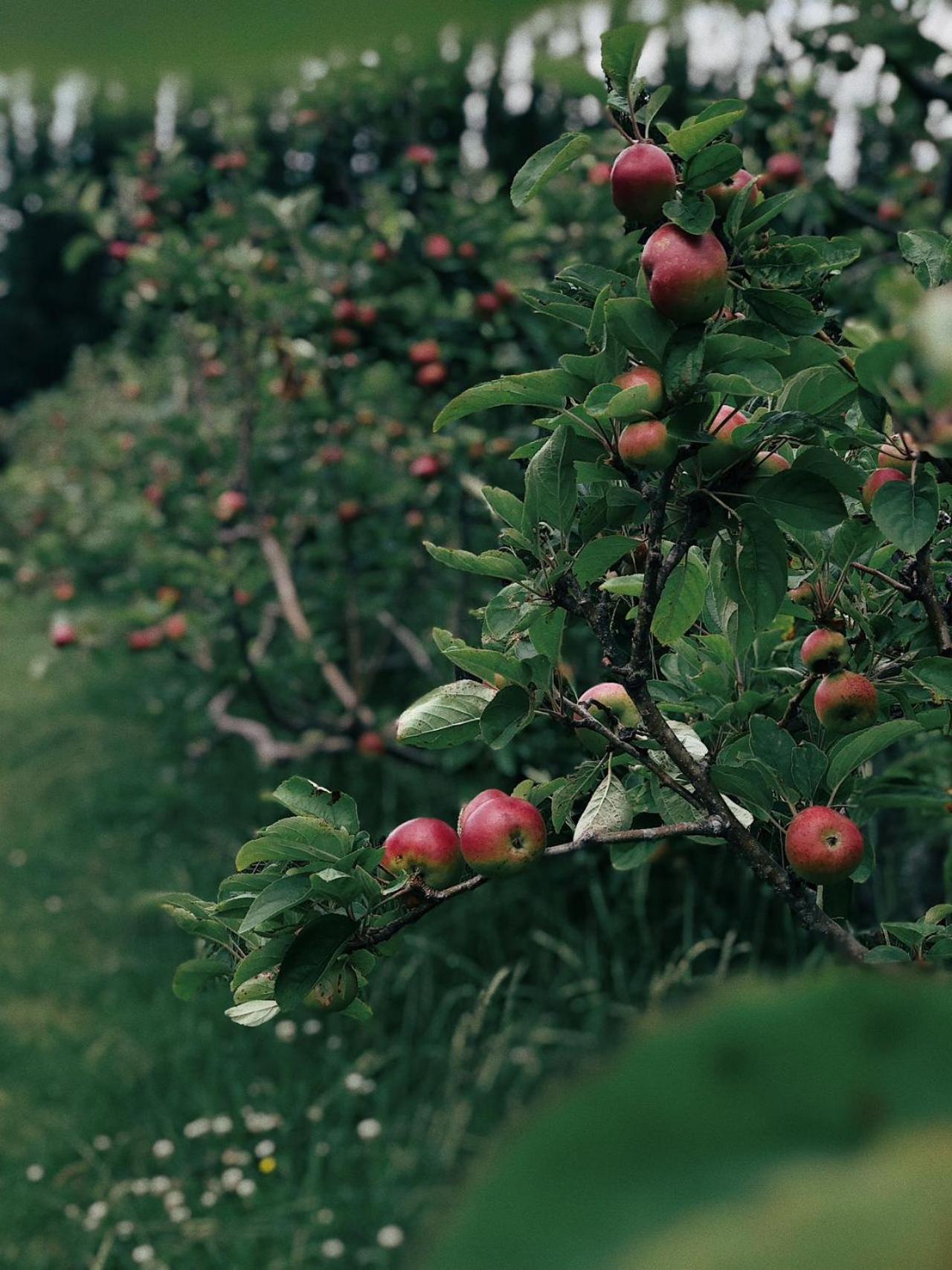 Apple Cider Lodge Omaha Eksteriør bilde